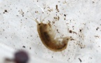 Gammarus cf. fossarum -  1. Fund