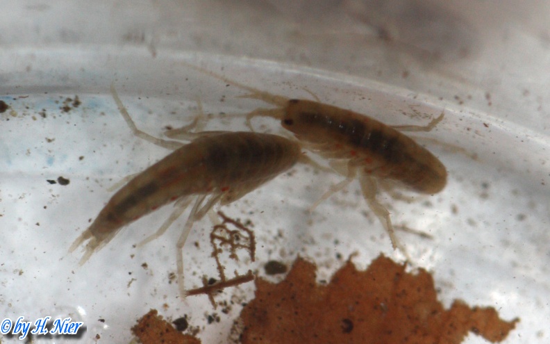 Gammarus cf. fossarum -  1. Fund