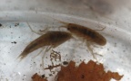 Gammarus cf. fossarum -  1. Fund