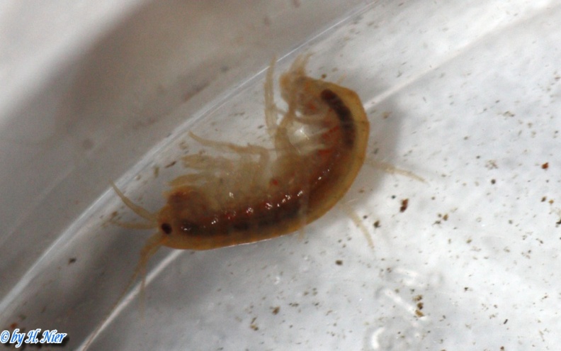 Gammarus cf. fossarum -  1. Fund