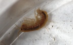 Gammarus cf. fossarum -  1. Fund