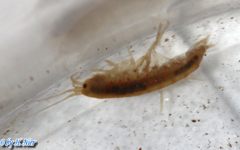 Gammarus cf. fossarum -  1. Fund
