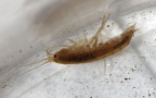 Gammarus cf. fossarum -  1. Fund