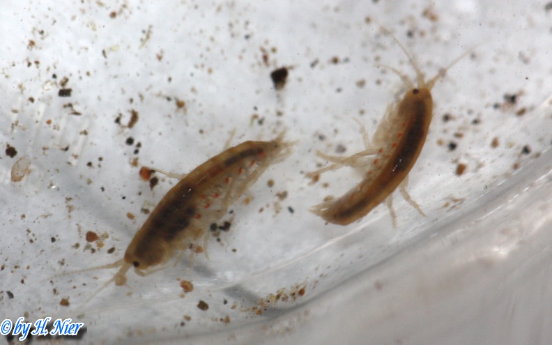 Gammarus cf. fossarum -  1. Fund
