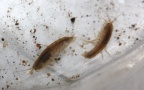 Gammarus cf. fossarum -  1. Fund