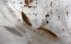 Gammarus cf. fossarum -  1. Fund