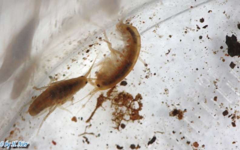 Gammarus cf. fossarum -  1. Fund