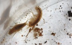 Ordnung Amphipoda (Latreille, 1816)