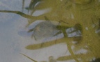 Austropotamobius torrentium -  1. Fund