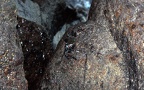 Pachygrapsus marmoratus - 10. Fund