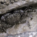 Pachygrapsus marmoratus -  1. Fund
