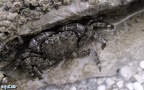 Pachygrapsus marmoratus -  1. Fund