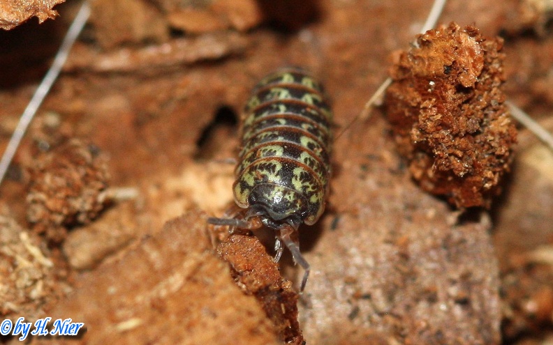 Armadillidium pulchellum -  1. Fund