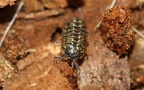 Armadillidium pulchellum -  1. Fund