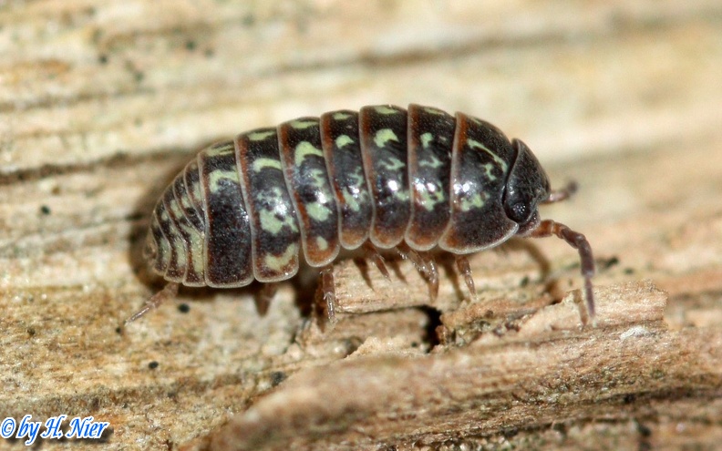 Armadillidium pulchellum -  2. Fund