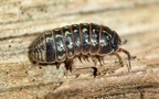 Armadillidium pulchellum -  2. Fund