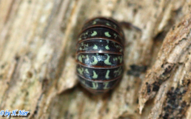 Armadillidium pulchellum -  2. Fund