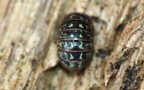 Armadillidium pulchellum -  2. Fund