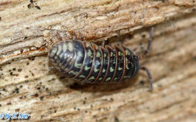 Armadillidium pulchellum -  2. Fund