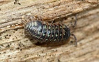 Armadillidium pulchellum -  2. Fund