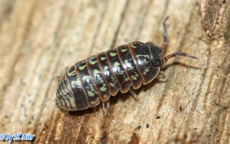 Armadillidium pulchellum -  2. Fund