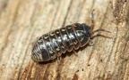Armadillidium pulchellum -  2. Fund