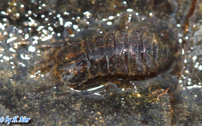 Asellus aquaticus -  1. Fund