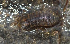 Asellus aquaticus -  1. Fund