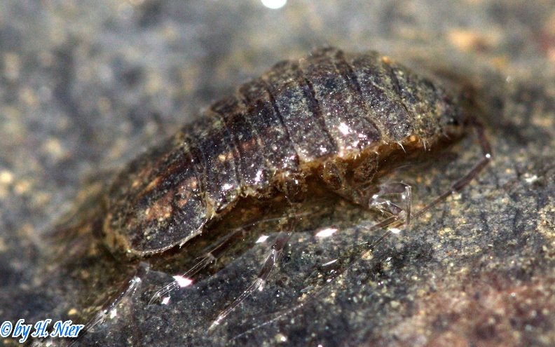 Asellus aquaticus -  1. Fund