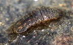 Gattung Asellus (Linnæus, 1758)