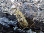 Ligia oceanica -  1. Fund