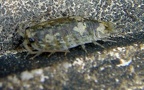 Ligia oceanica -  1. Fund