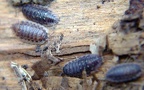 Familie Oniscidae (Latreille, 1802)