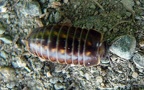 Klasse Diplopoda (de Blainville in Gervais, 1844)