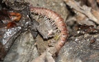 Unterstamm Myriapoda (Latreille, 1802)