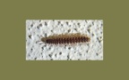 Unterstamm Myriapoda (Latreille, 1802)