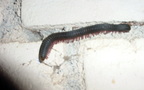Unterstamm Myriapoda (Latreille, 1802)