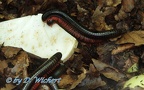 Ordnung Spirostreptida (Brandt, 1833)