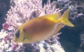 Familie Siganidae (Richardson, 1837)