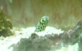 Familie Congridae (Gill, 1861)