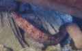 Familie Muraenidae (Rafinesque, 1810)
