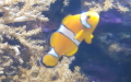 Amphiprion ocellaris -  2. Fund