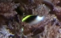 Ordnung Blenniiformes (Bleeker, 1859)