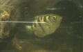 Ordnung Carangiformes (Jordan, 1923)
