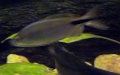 Familie Alestidae (Roberts, 1969)