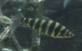 Familie Anostomidae (Günther, 1864)