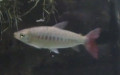Familie Chalceidae (Fowler, 1958) 