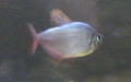 Familie Characidae (Latreille, 1825)