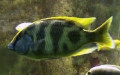 Nimbochromis (Haplochromis) venustus (Boulenger, 1908)