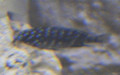 Familie Cichlidae (Heckel, 1840)